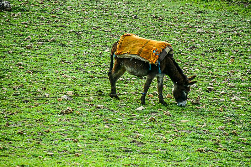 Tethered Moroc-3653