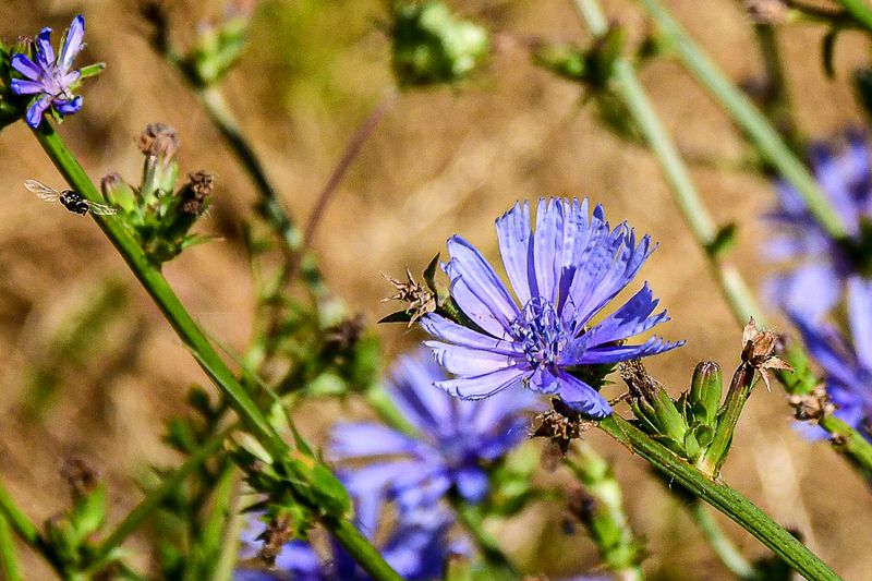 07 18 Chicory 7502