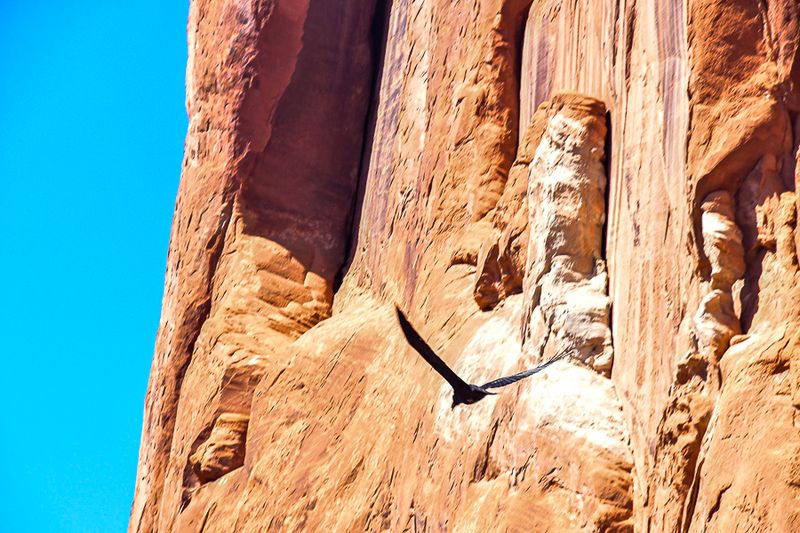 And there it goes... Utah19-2-1118