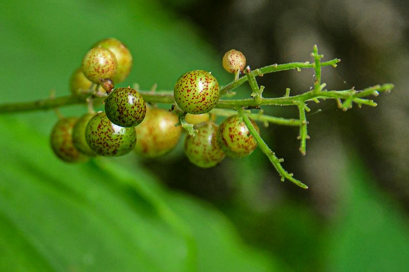 07 01 False Solomon's Seal berries 6085
