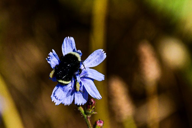 07 18 Bumblebee on chicory 7517