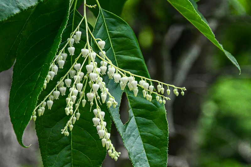 07 01 Sourwood blossoms 6104