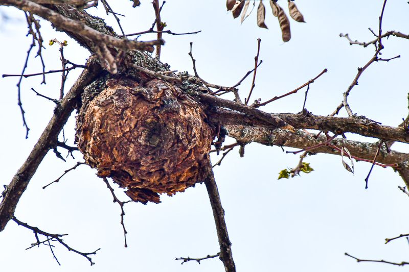 04 02 Ifrane - Large gall on tree Moroc-3684