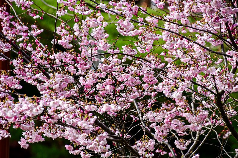 04 02 Ifrane - Cherry blossoms Moroc-3685