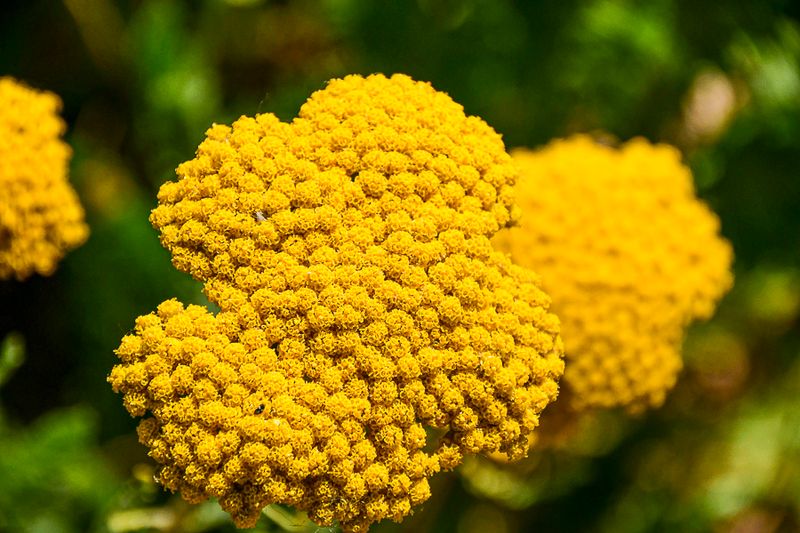 07 18 Yellow yarrow 7552
