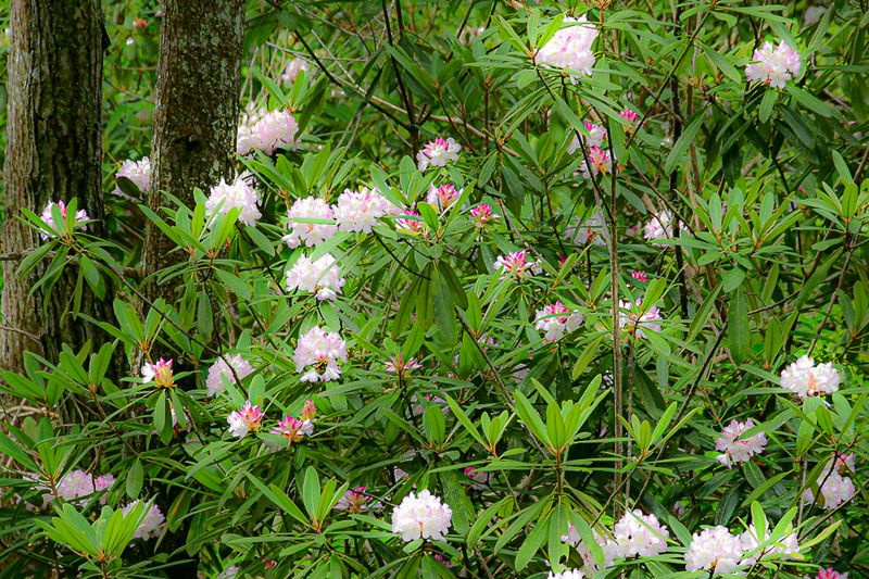 07 01 Rhododendrons 6123-2