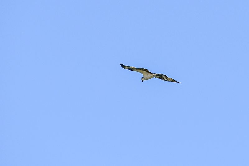 07 18 Osprey over the Columbia River 7538