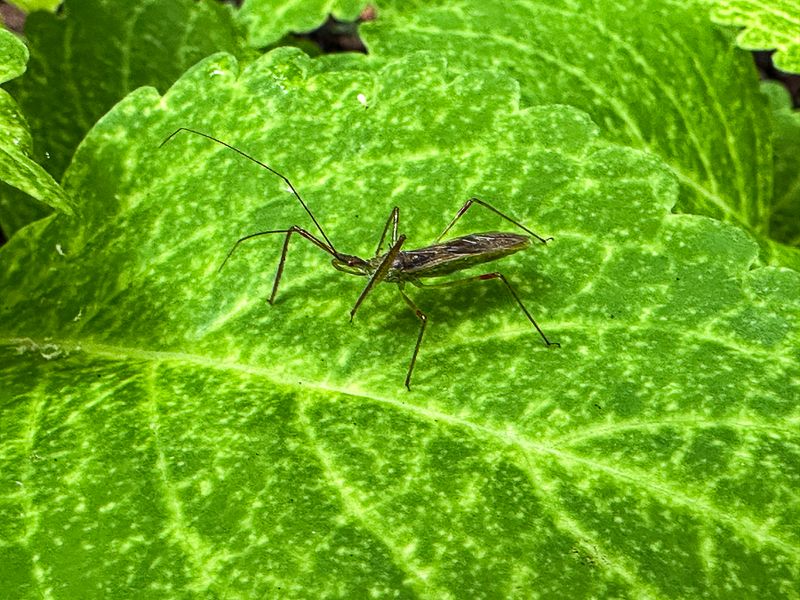 2024 07 31 Zelus assain bug i9513