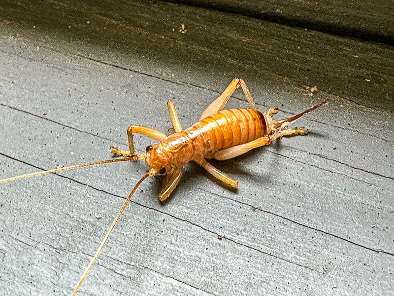 2024 08 05 Carolina leaf-rolling cricket i9536