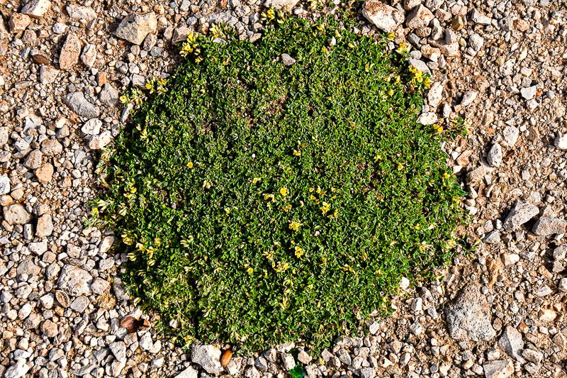 04 02 Dry mountaine vegetation Moroc-3701