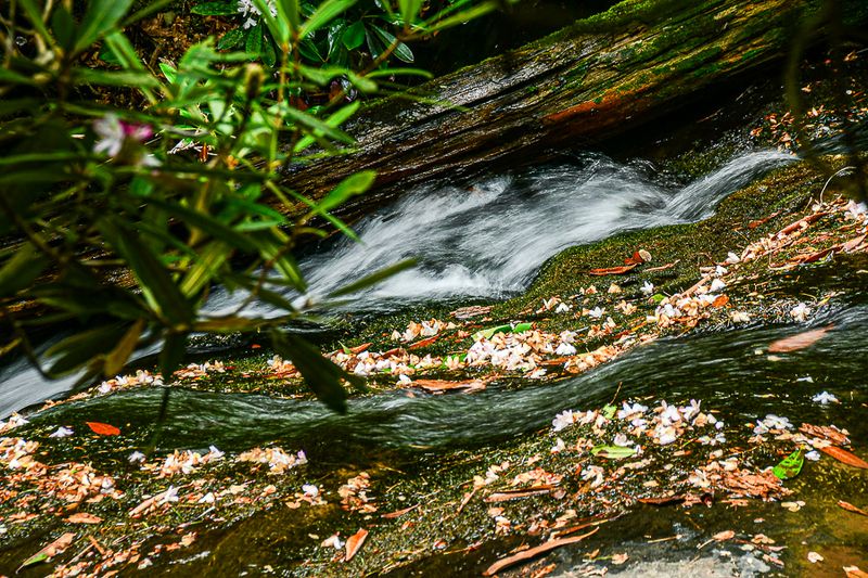 07 01 Mountain stream and fallen rhododendron blossoms 6141