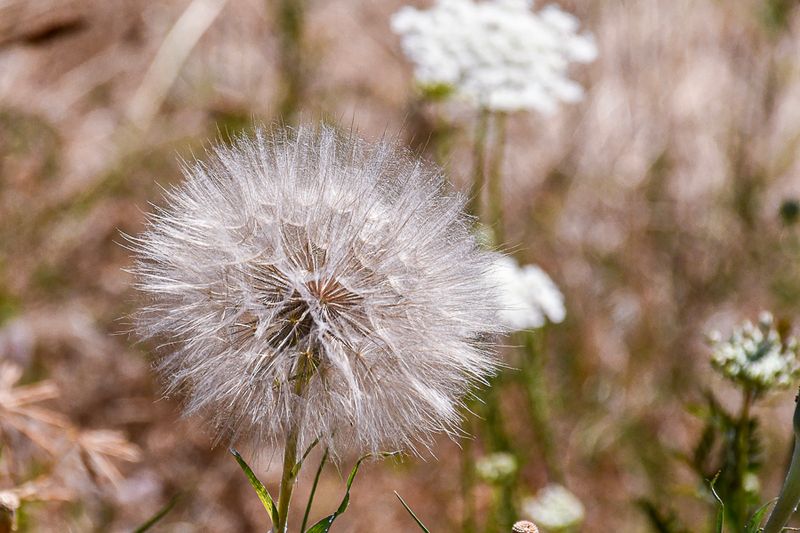 07 18 A Salsify 7507