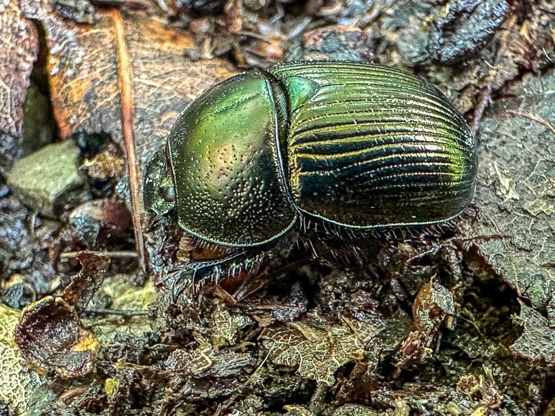 2024 08 19 Dung beetle - Geotrupes sp.? i9748