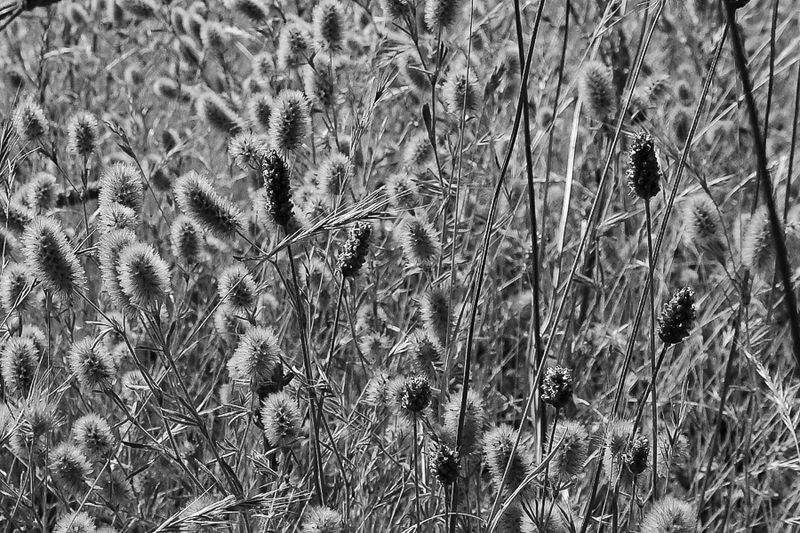 Oregon Monochromes