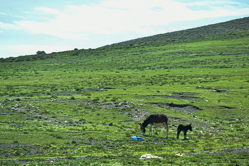 04 02 Burros on the High plains of the Atlas Mountains Moroc-3768
