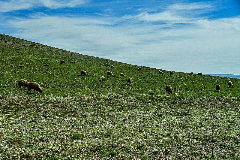 04 02 Sheep grazing on the High plains of the Atlas Mountains Moroc-3773