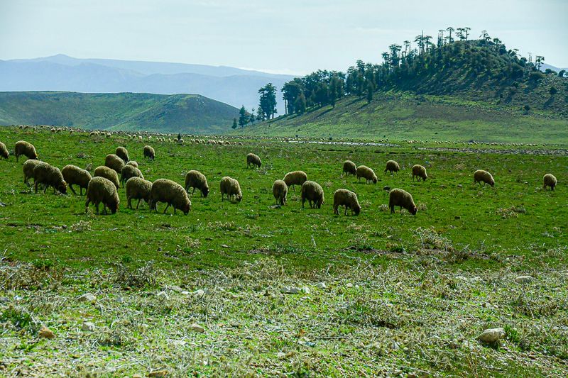 04 02 Sheep grazing on the High plains of the Atlas Mountains Moroc-3776