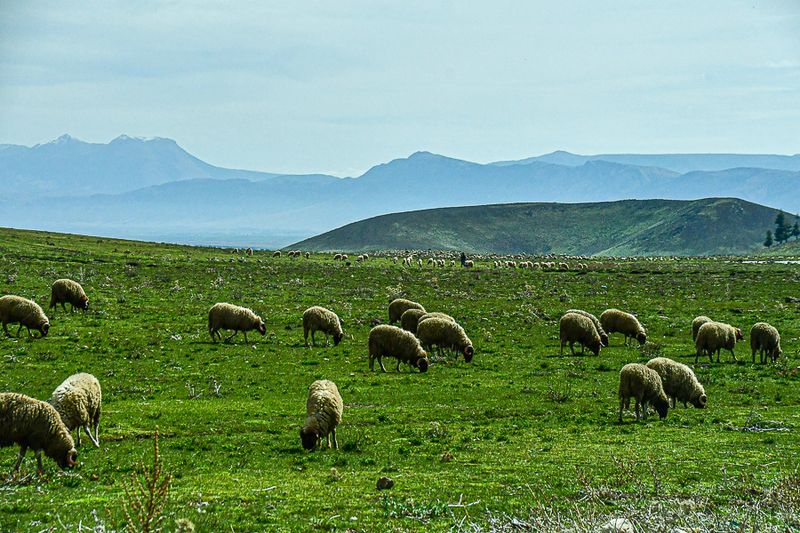04 02 Sheep grazing on the High plains of the Atlas Mountains Moroc-3777