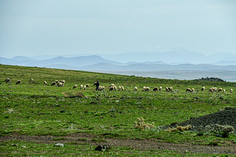 04 02 Sheep grazing line on the High plains of the Atlas Mountains Moroc-3779