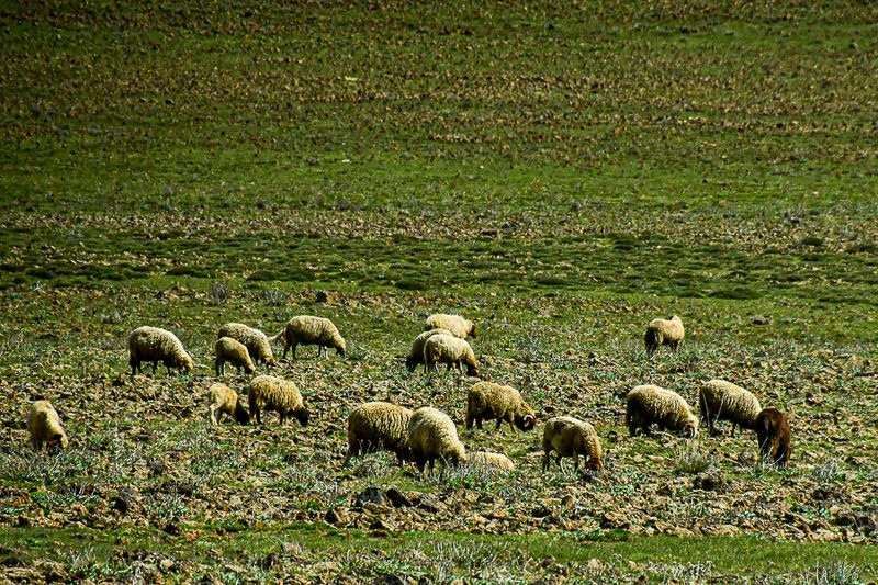 04 02 Sheep grazing on the High plains of the Atlas Mountains Moroc-3791