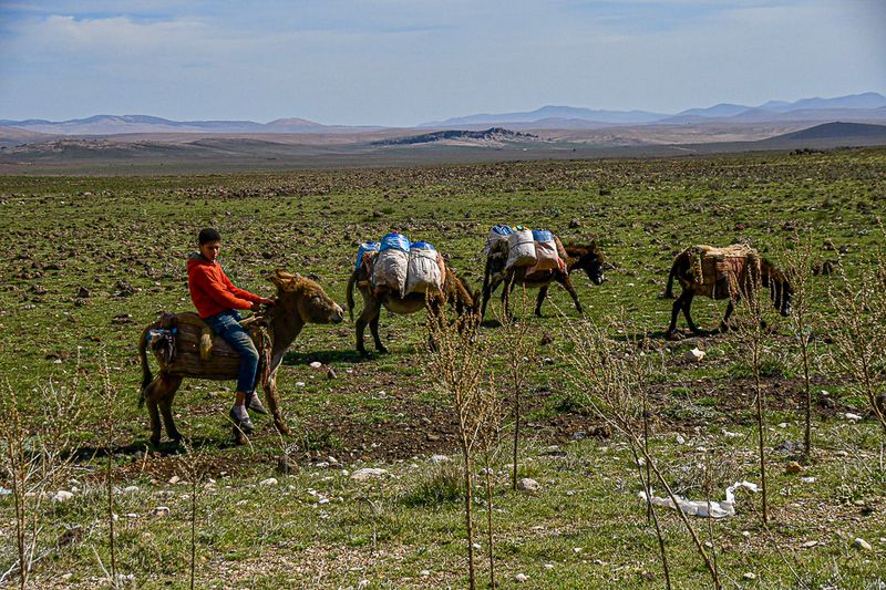 04 02 Sheep herder packing supplies Moroc-3798