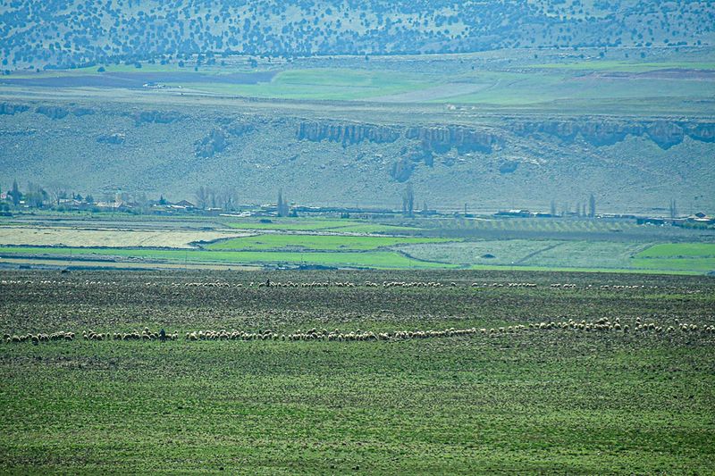 04 02 High plains grazing lines Moroc-3806