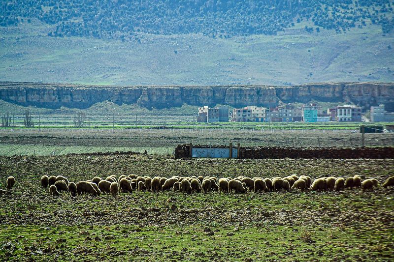 0402 Grazing line Moroc-3824