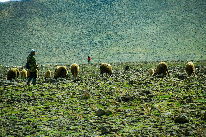 04 02 Shepherds Moroc-3833
