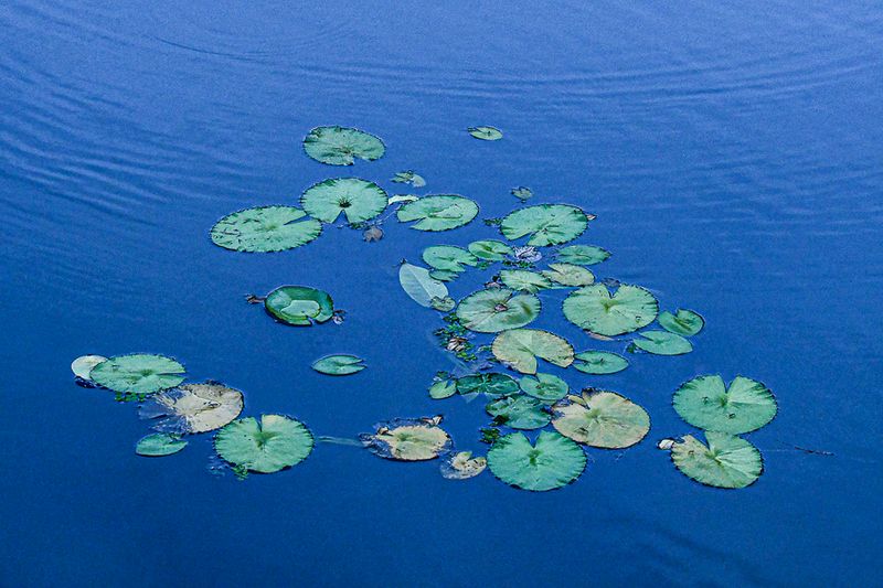 08 25 Lilies on a pond 4204