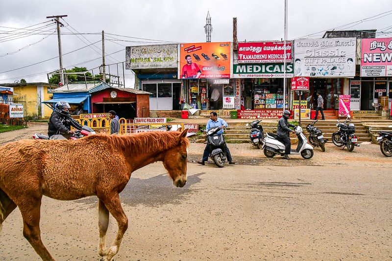 09 04 In the southern part of India cows in the road are replaced by horses India-2-2299