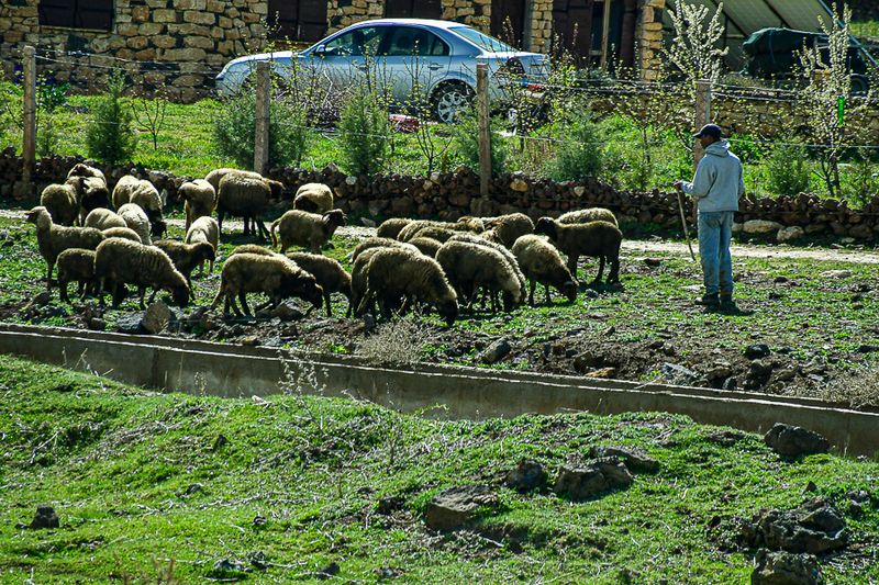 04 02 Grazing where you can Moroc-3842