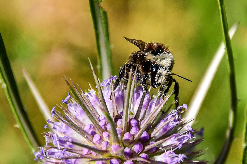 07 18 Bumble bee on teasel 7576