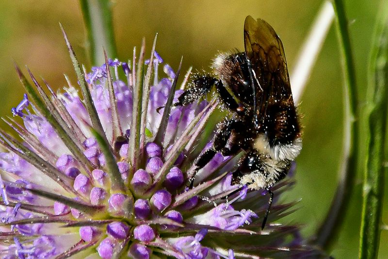 07 18 Bumble bee on teasel 7577