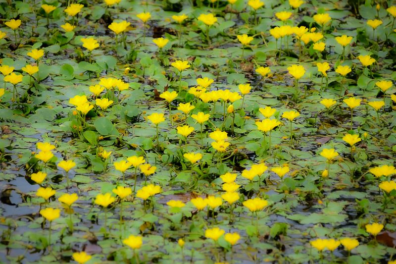 2024 09 01 Yellow pond lily 9166