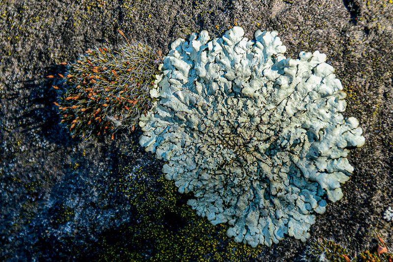 2024 07 18 Grimmia pulvinata and lichen 7586