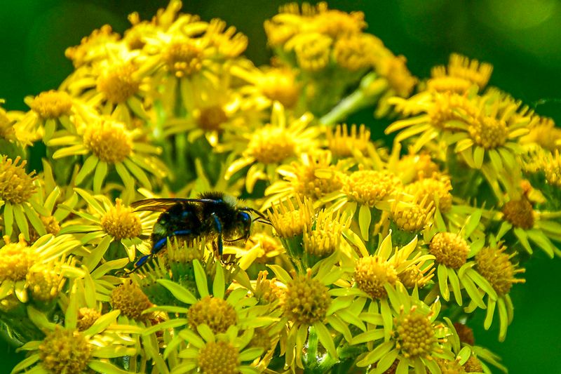 2024 07 18 Yellow-faced bumblebee on a DYC 7589