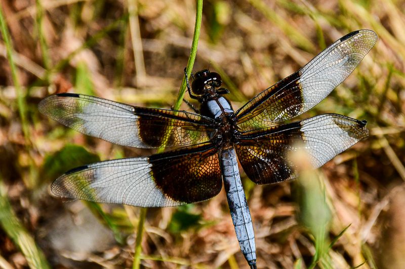 07 18 Window skimmer dragonfly 7599