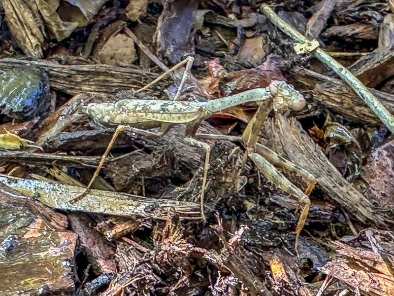 09 22 Carolina mantis i0787