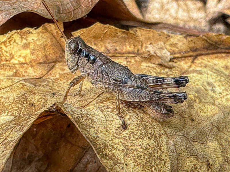 09 16 Scudder's short-wing grasshoppe i0638