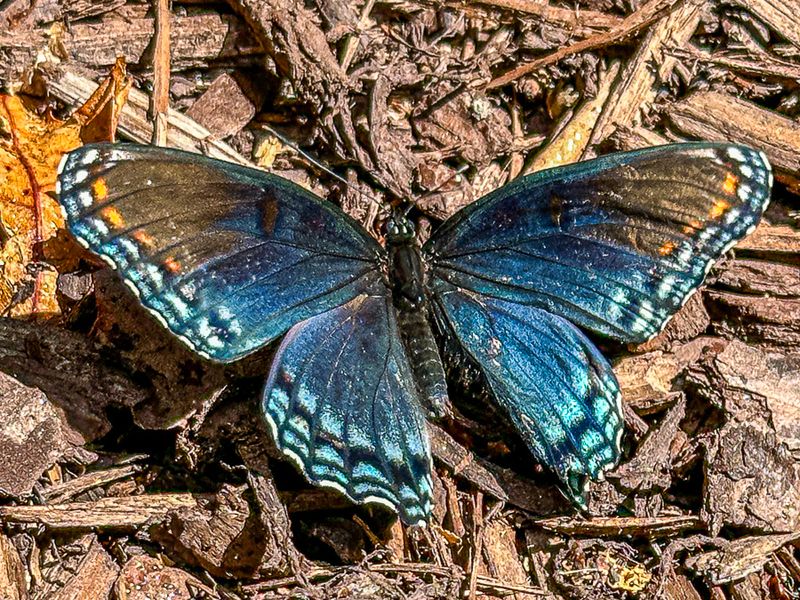 09 16 Red-spotted purple butterfly i0645
