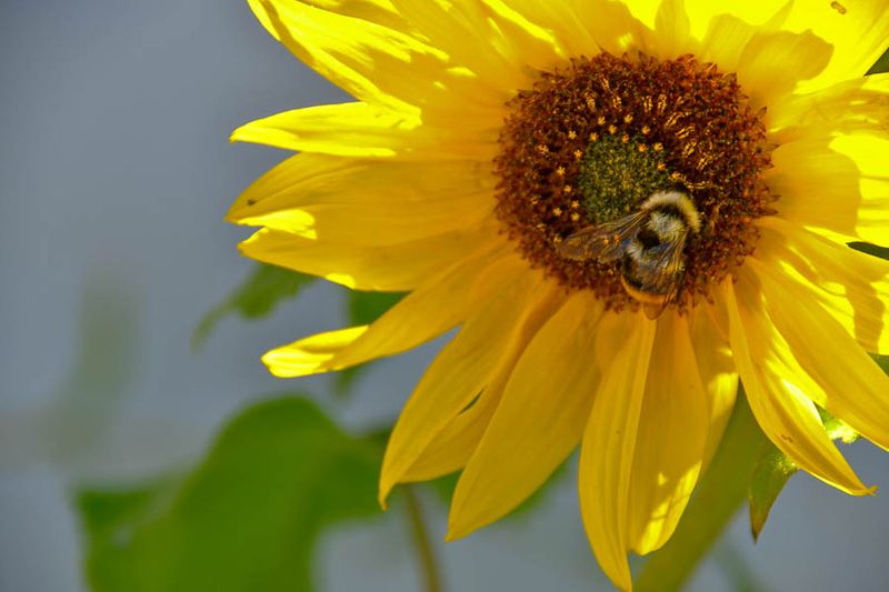 09 15 Bumblebee on sunflower 7070