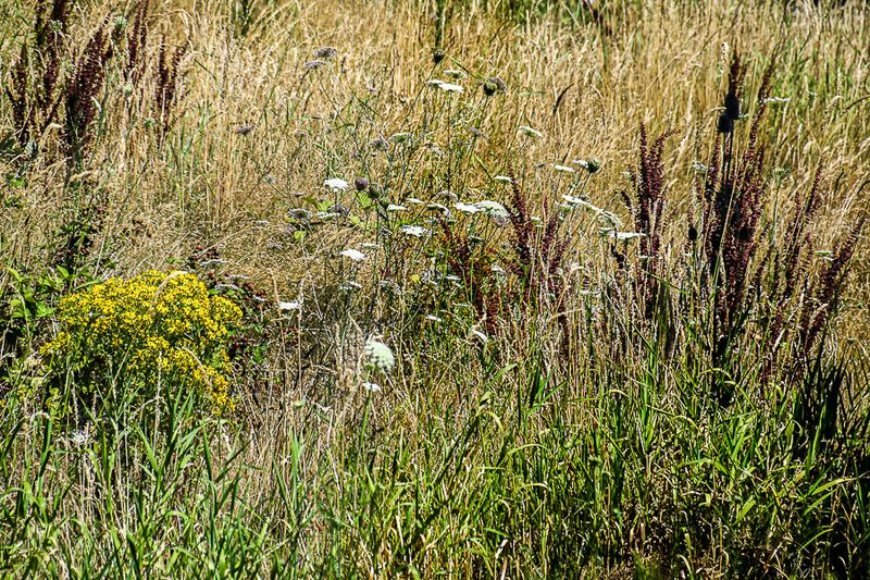 07 18 Roadside flora 7625