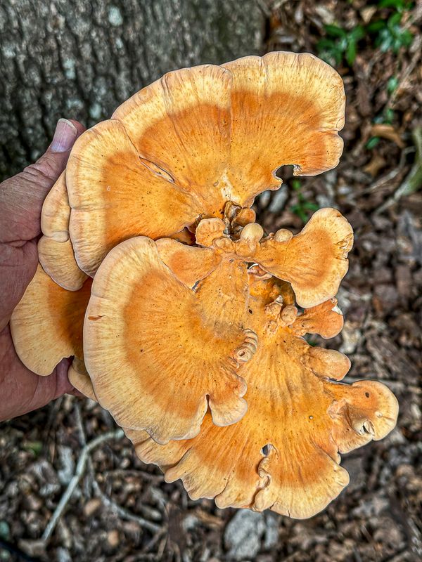 08 12 White-pored sulfur shelf fungus (Top) i9634