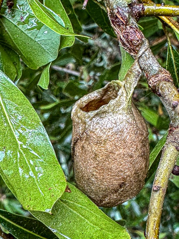 2024 09 18 Polyphemus cocoon 0691