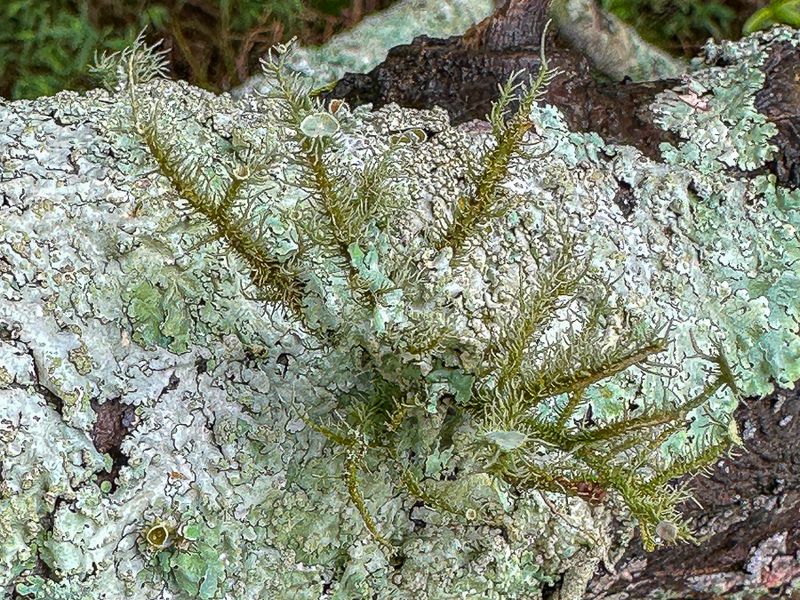09 18 Unidentified lichen i0688