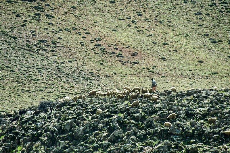 04 02 Herding sheep Moroc-3877