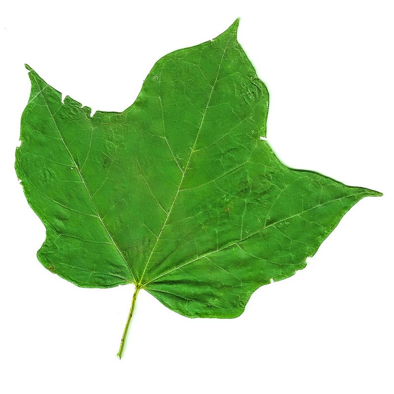 09 20 'Mother Maple' 01b