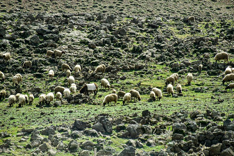 04 02 Sheep and burro Moroc-3881