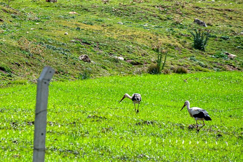 04 02 Stealthing storks Moroc-3884