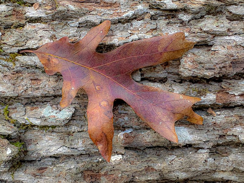 10 30 White oak leaf on white oak i1553